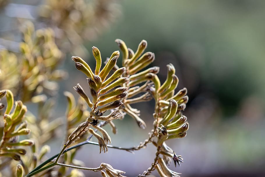 nature, flora, outdoors, tree, leaf, closeup, growth, flower HD wallpaper