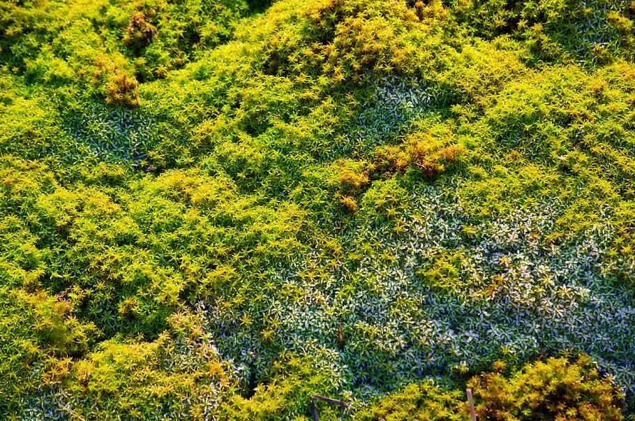 moss, macro, close, nature, fouling, forest, green, bemoost HD wallpaper