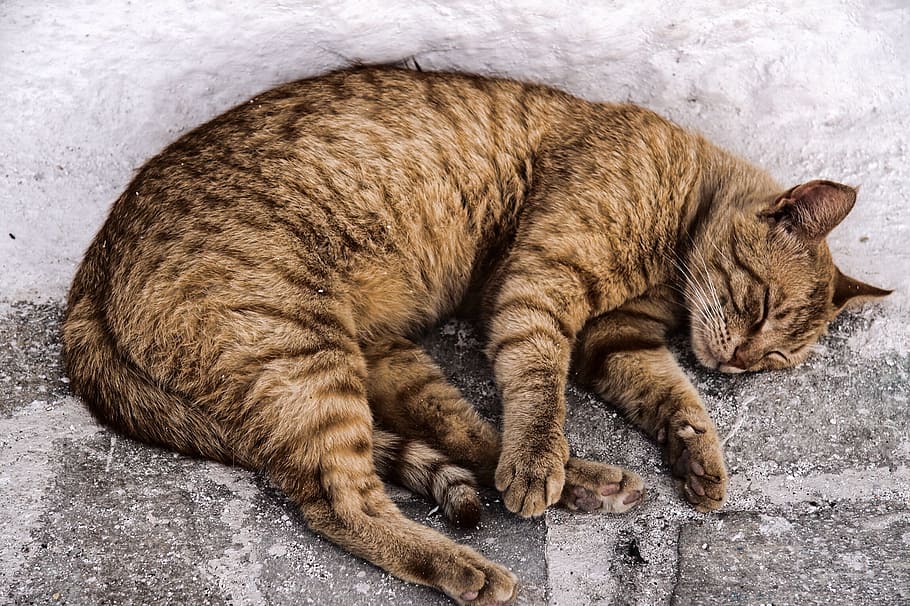 Pet, Kitten, Snuggle, Domestic Cat, animal, pets, feline, cute HD wallpaper