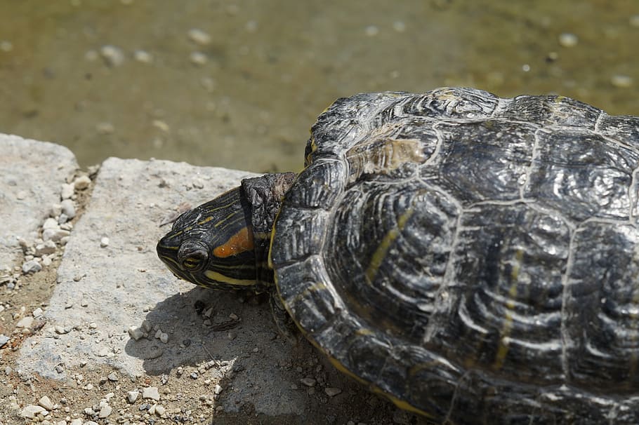 turtle, water turtle, bask, panzer, tortoise shell, drawing HD wallpaper