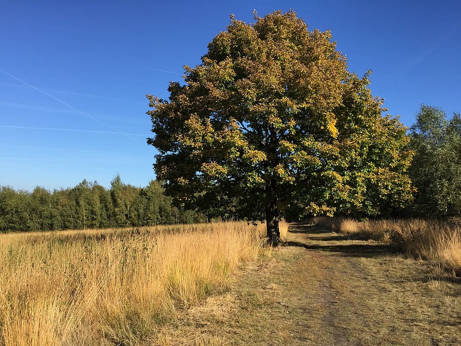 Sky, Blue, Blue, Tree, Tree, Path, Lande, Grass, field, agriculture HD wallpaper