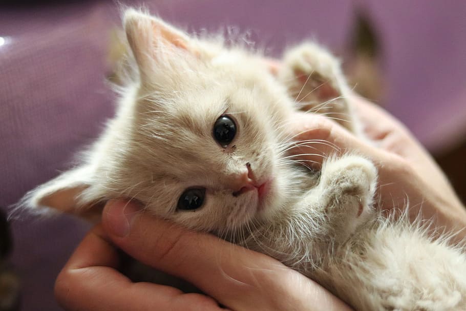 kitten, nicely, cat, domestic, mammal, pets, one animal, human hand HD wallpaper