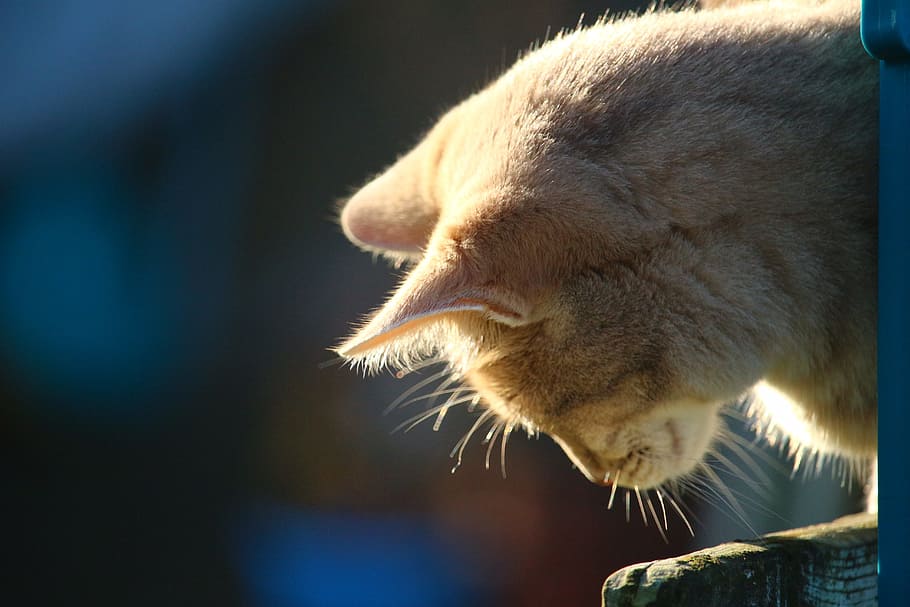 cat, mackerel, kitten, breed cat, moustache, tiger cat, animal HD wallpaper