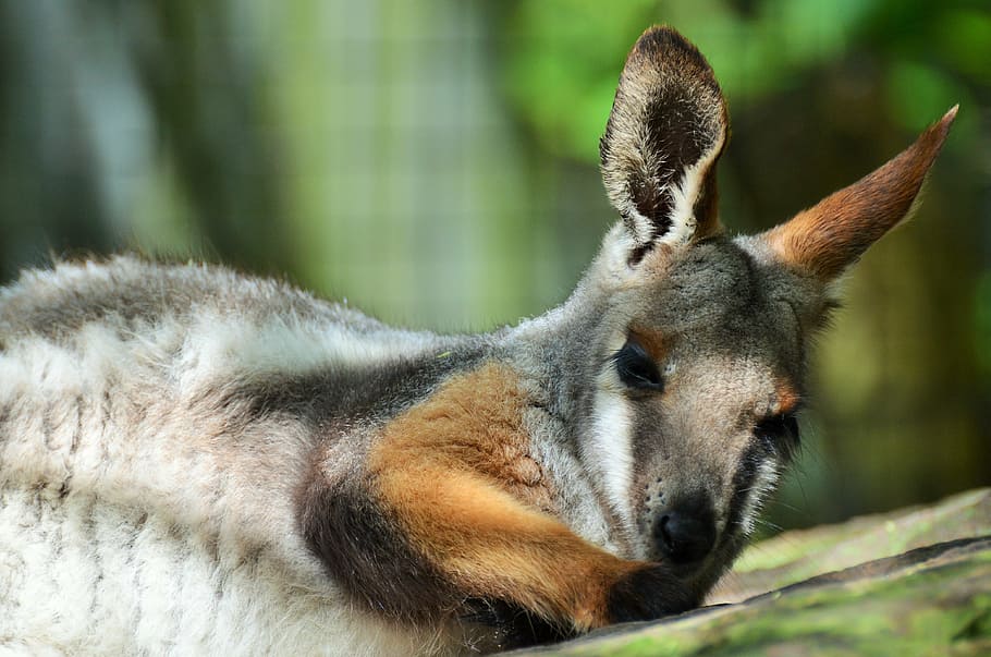 HD wallpaper: benett wallaby, kangaroo, small kangaroo, mammal, animal,  marsupial | Wallpaper Flare
