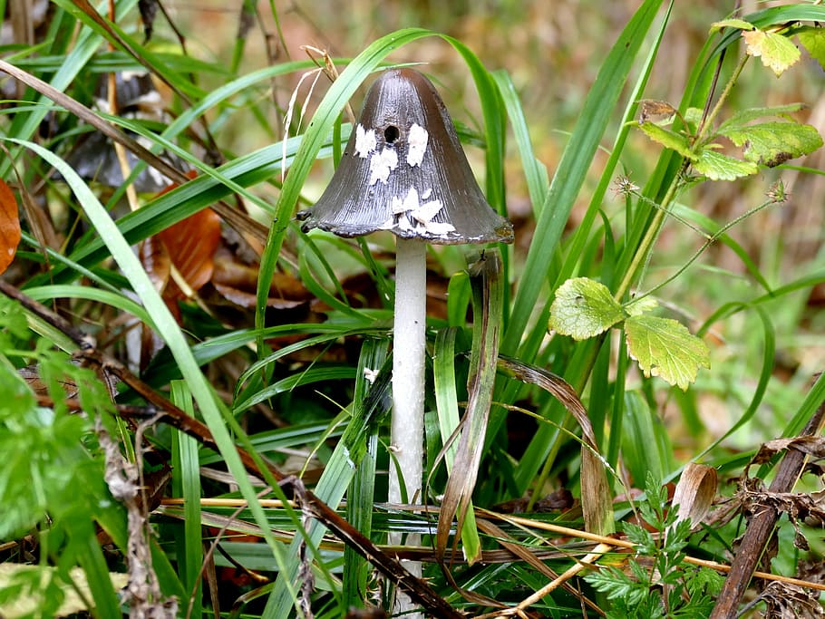 Mushroom, Grass, Meadow, Nature, rain, grasses, wet, green HD wallpaper