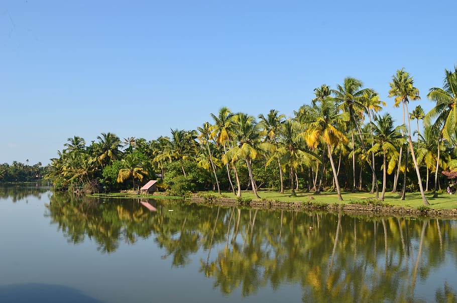 Backwater, Coconut, Trees, coconut trees, kerala, river, india, HD wallpaper