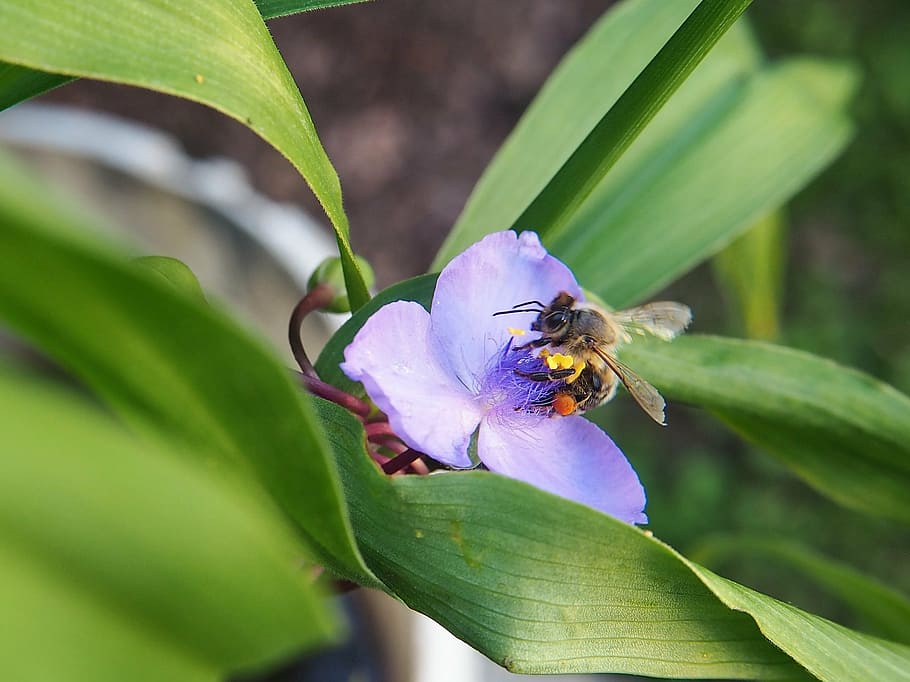 bee, blossom, bloom, flower, close, nature, sprinkle, garden HD wallpaper