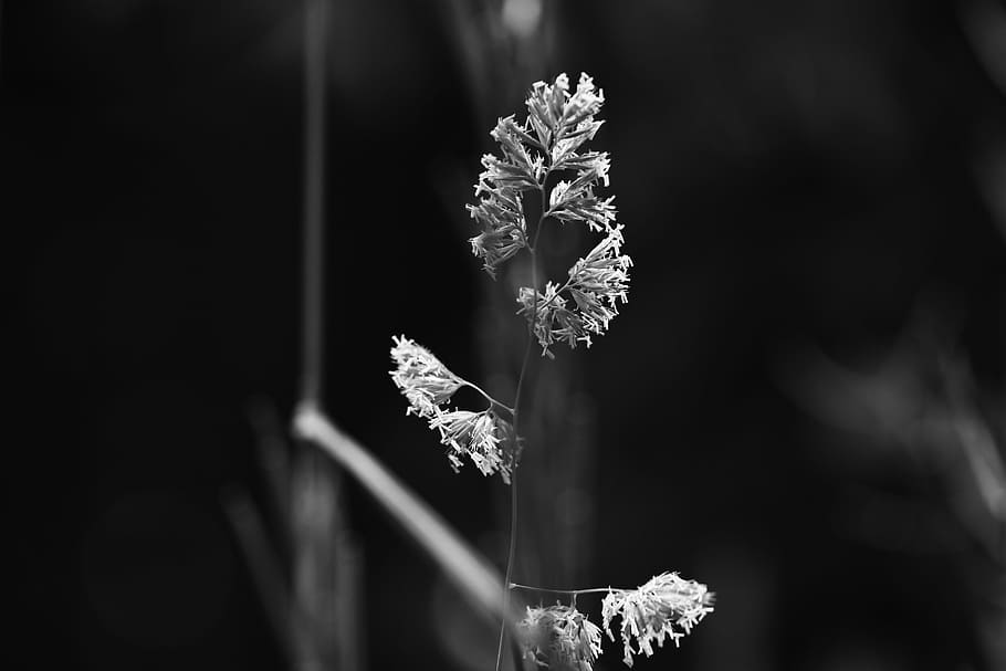 Straw, Nature, Grass, Macro, summer, winter, cold temperature HD wallpaper