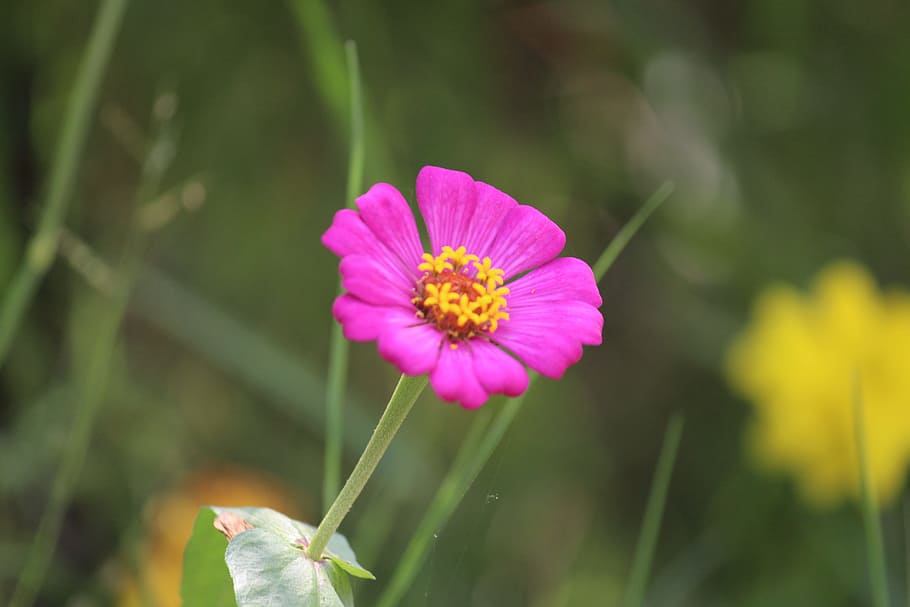 Purple Petaled Flower Bloom, blooming, blossom, blur, bright HD wallpaper