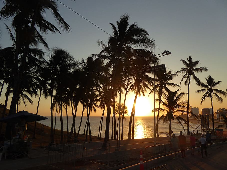 sunset, palm trees, bahia, tropical climate, sky, water, plant HD wallpaper