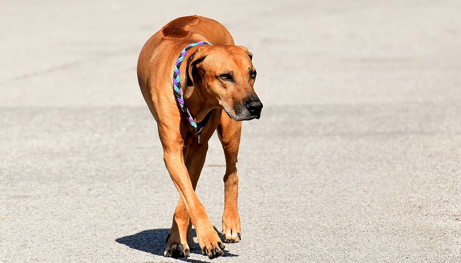 medium short-coated tan dog on concrete surface, pet, ridgeback HD wallpaper