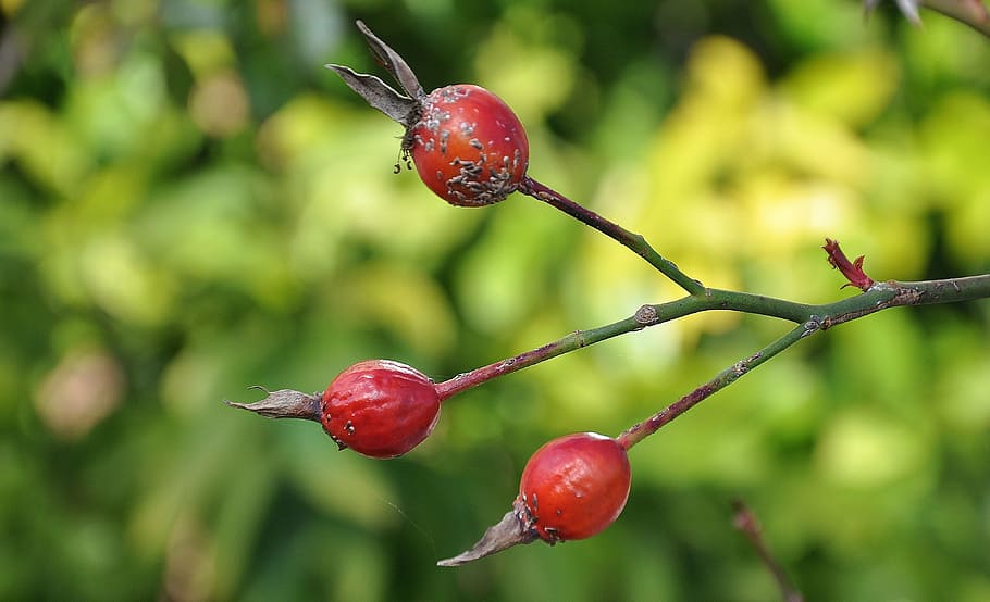 fruit, berry, red, plant, garden, spring, bloom, summer, green HD wallpaper