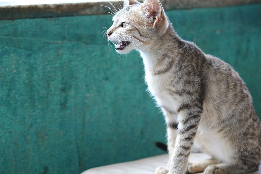 Animal, Cat, Kit, Kitten, Pet, Cute, funny, sweet, small tiger HD wallpaper