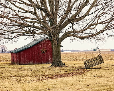 red wooden shed near brown leafless tree, barn, rustic, barns HD wallpaper