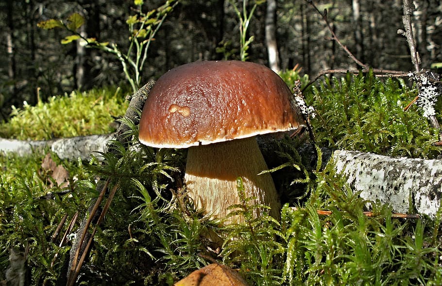 mushrooms, nature, boletus, mosses, autumn, edible, fungus, HD wallpaper