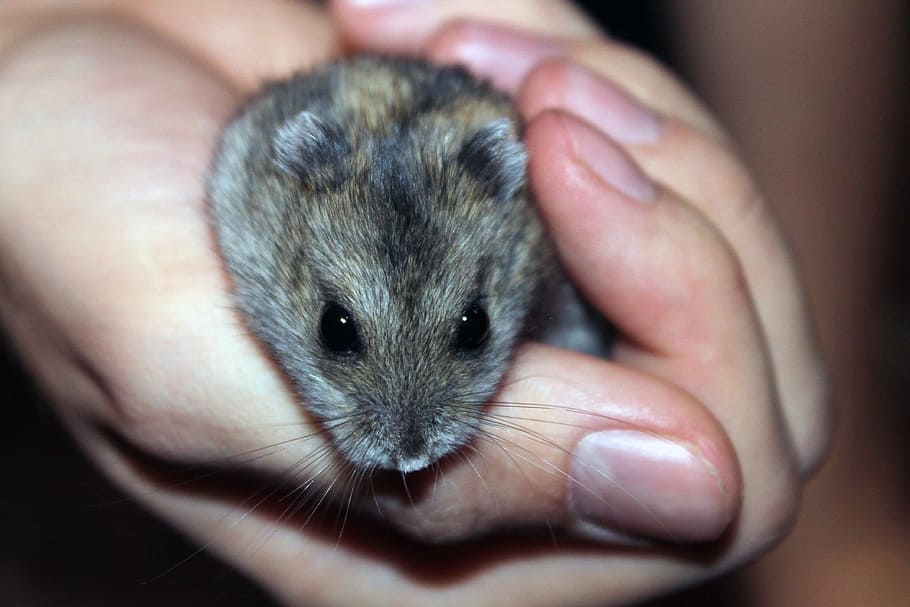 Hamster, Rodent, Pet, one animal, animal themes, human body part HD wallpaper