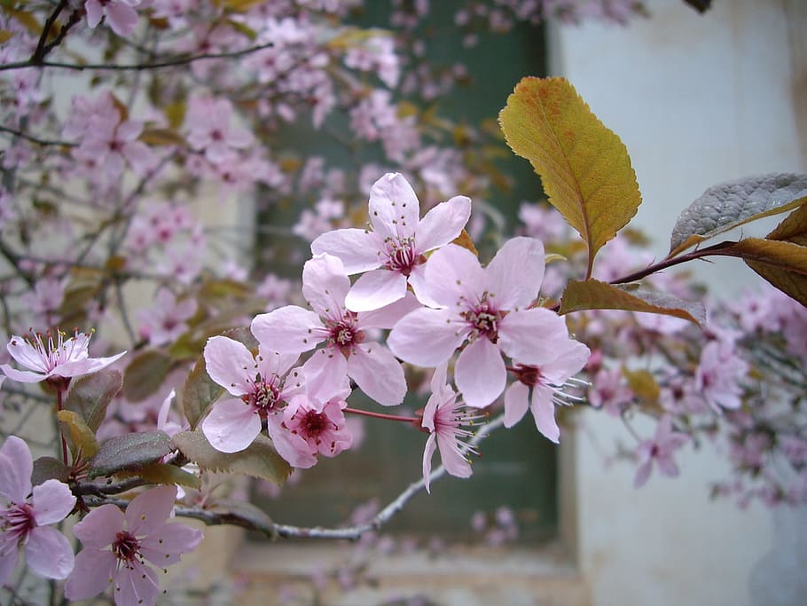 flower, white, white flowers, spring, flowering plant, fragility HD wallpaper