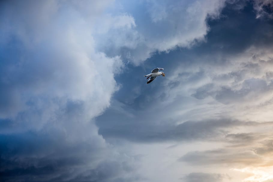 white and black flying bird, gray bird flying, seagull, cloud HD wallpaper