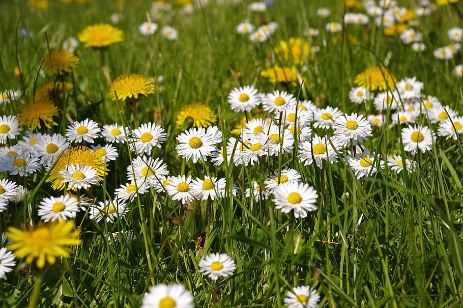white daisies field during daytime, spring meadow, flowers HD wallpaper