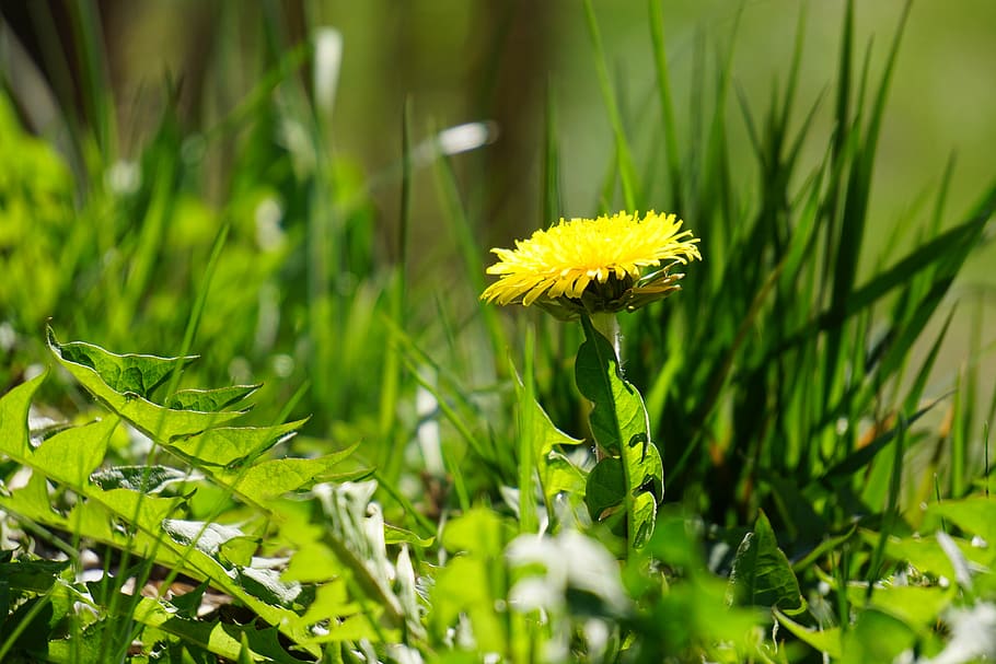 dandelion, yellow, open, spring, meadow, bloom, blossom, flower HD wallpaper