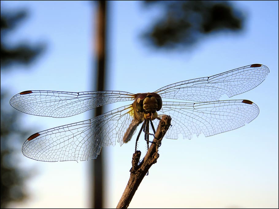 Nature, Insect, strekozets, animal themes, animals in the wild HD wallpaper