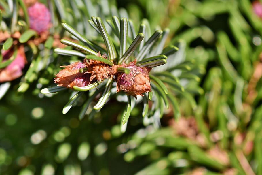 pine branch, engine, needles, spruce, nature, conifer branch HD wallpaper