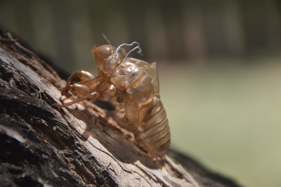 nature, insect, closeup, cicada, wildlife, animal themes, animals in the wild HD wallpaper