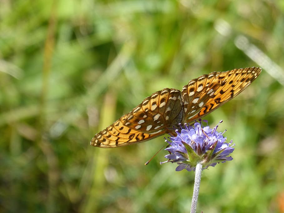 butterfly, wild flower, libar, translucent, damero knapweed HD wallpaper