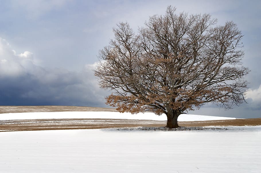 france, provence, snow, tree, south of france, field, nature HD wallpaper