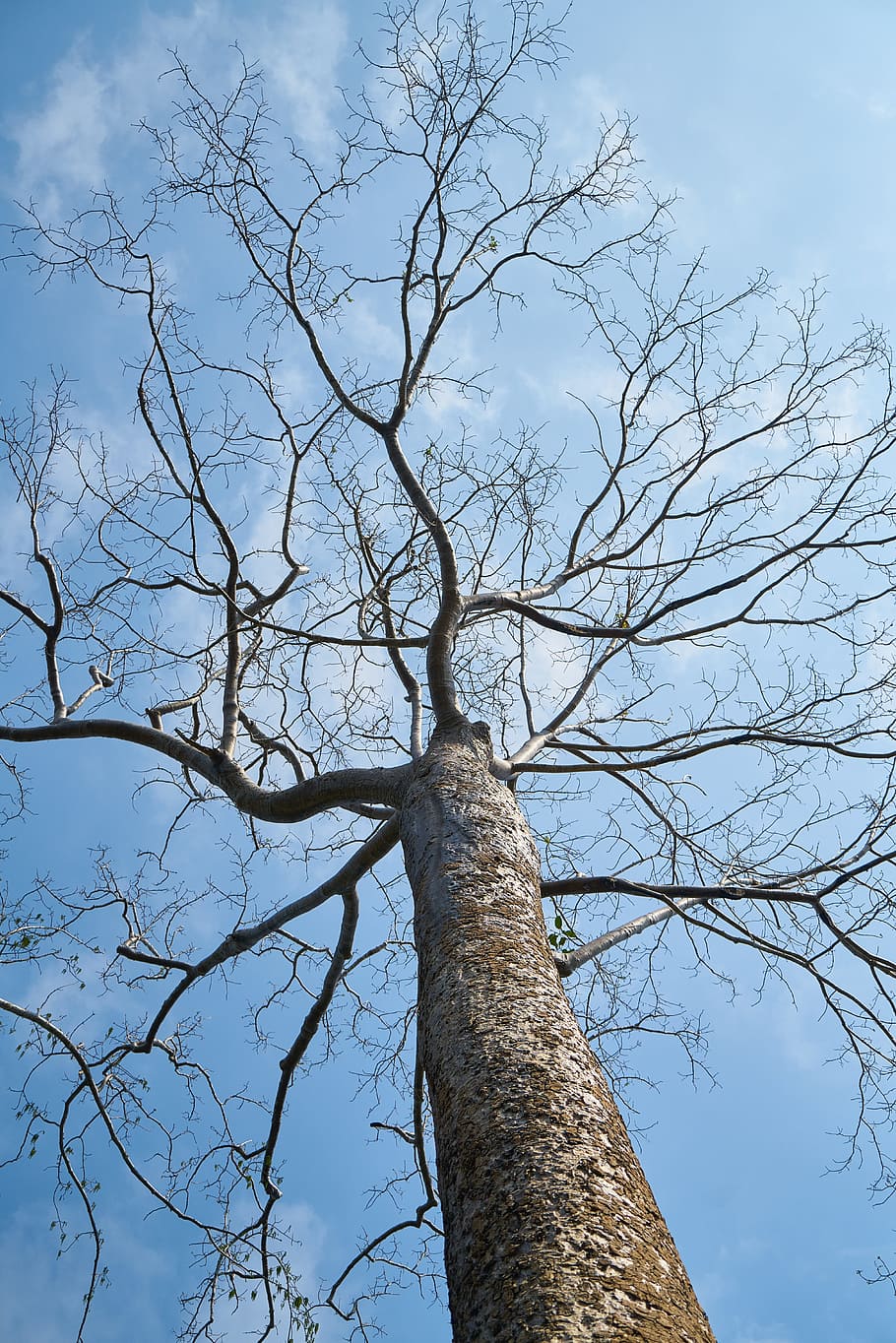 Tree, High, Landscape, blue, trees, forest, environmental, background HD wallpaper