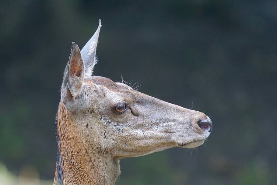 Red Deer, Doe, Hirsch, Wild, wildlife park, one animal, animal body part HD wallpaper