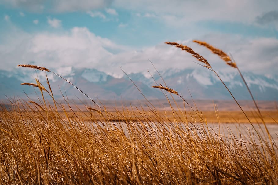 landscape, stem, weed, field, plant, growth, sky, tranquility HD wallpaper