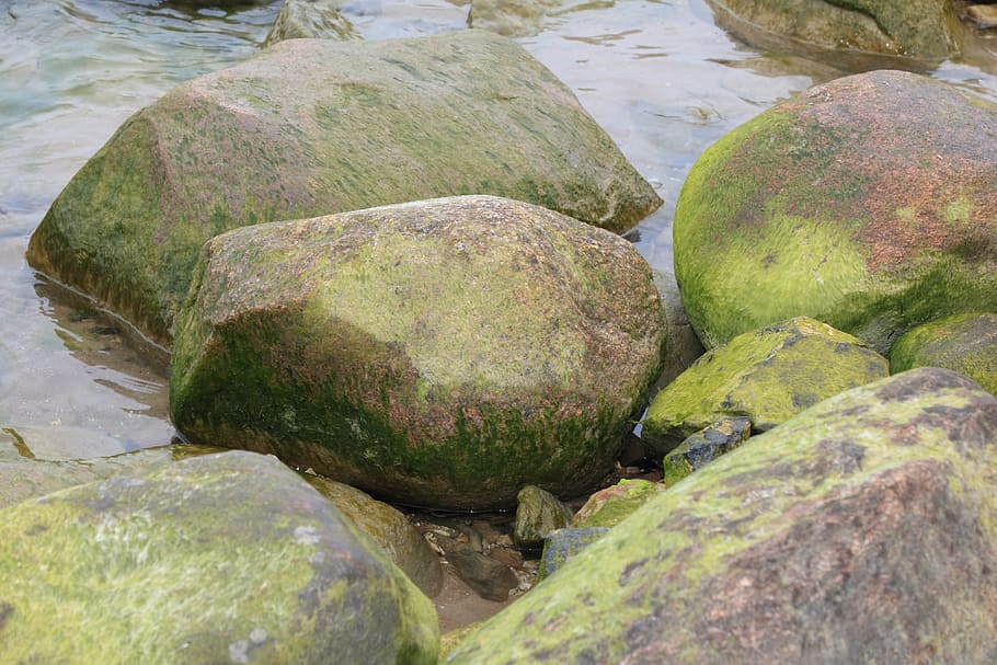 latvia, kolka, algae, beach, sea, water, wood, coast, baltic, HD wallpaper