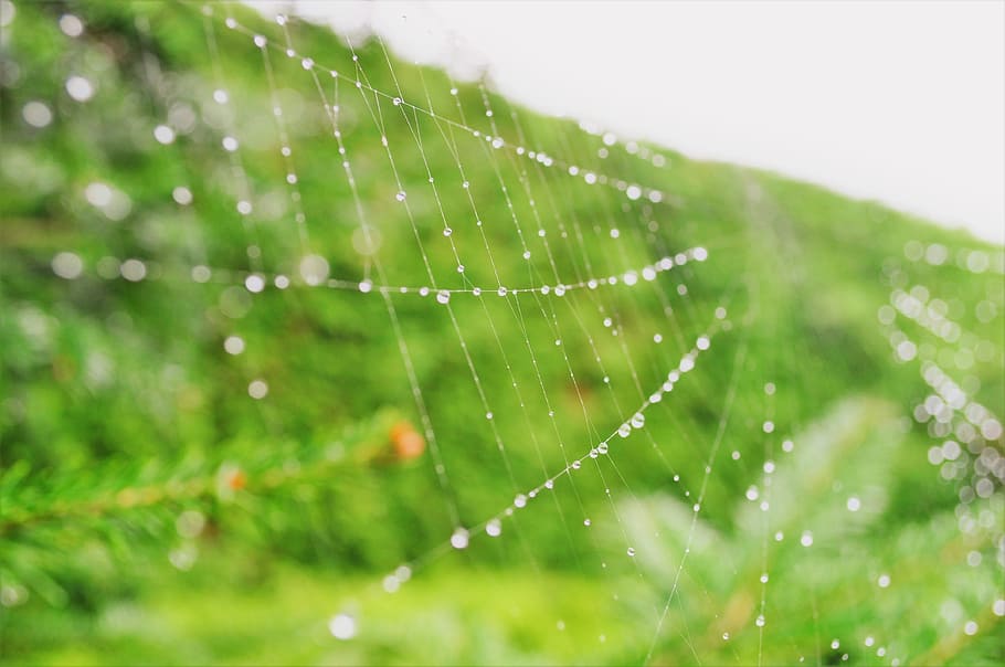 Spider, Web, Nature, Macro, green, insect, garden, detailed HD wallpaper