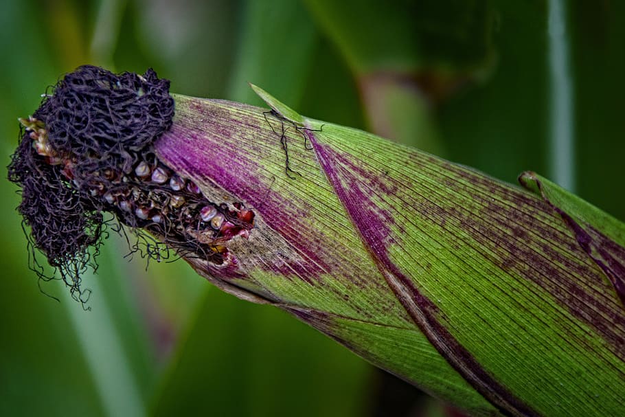 Corn On The Cob, Close, Field, Cornfield, corn cob, nature HD wallpaper