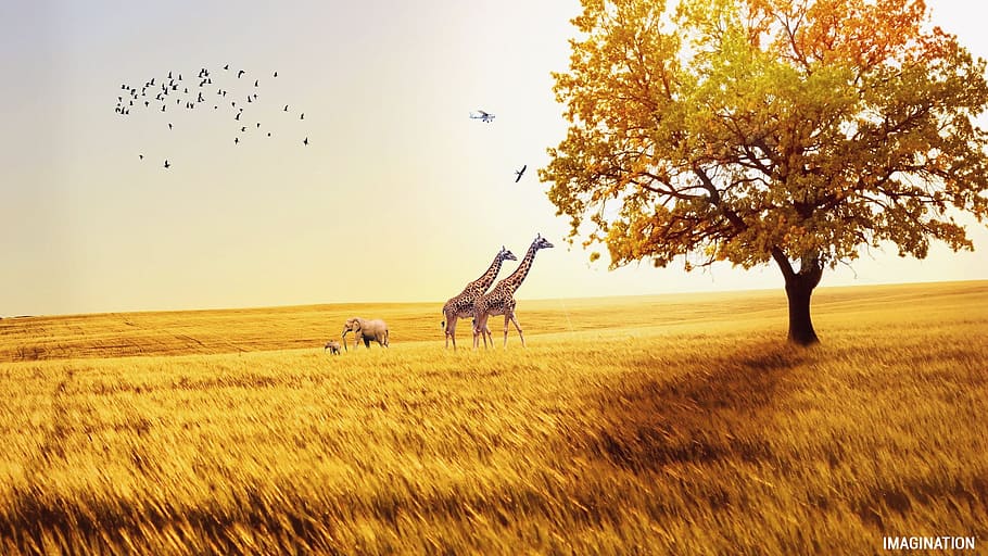 two giraffe walking on grass field photo, fields, elephant, bird, HD wallpaper