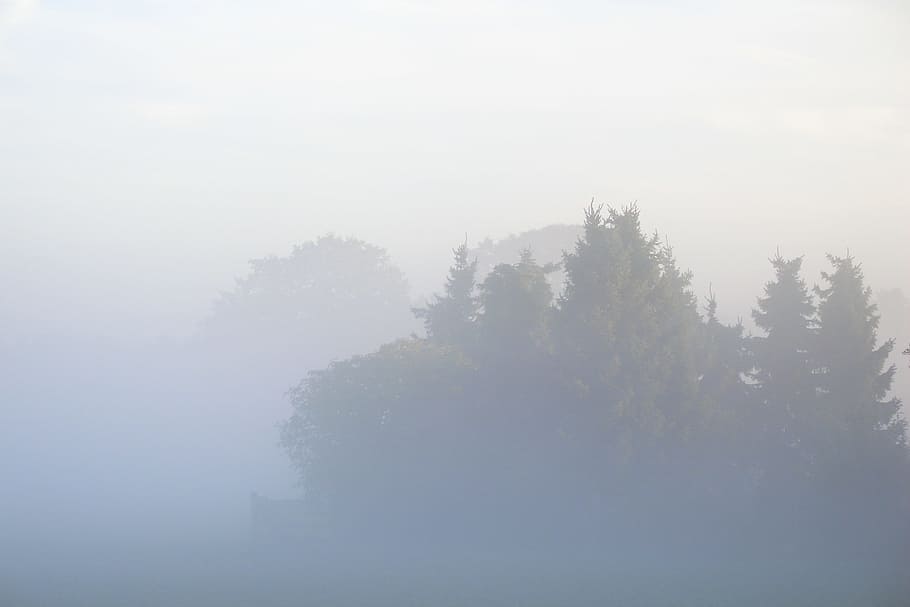 Fog, Trees, Nature, Landscape, tranquility, tranquil scene HD wallpaper