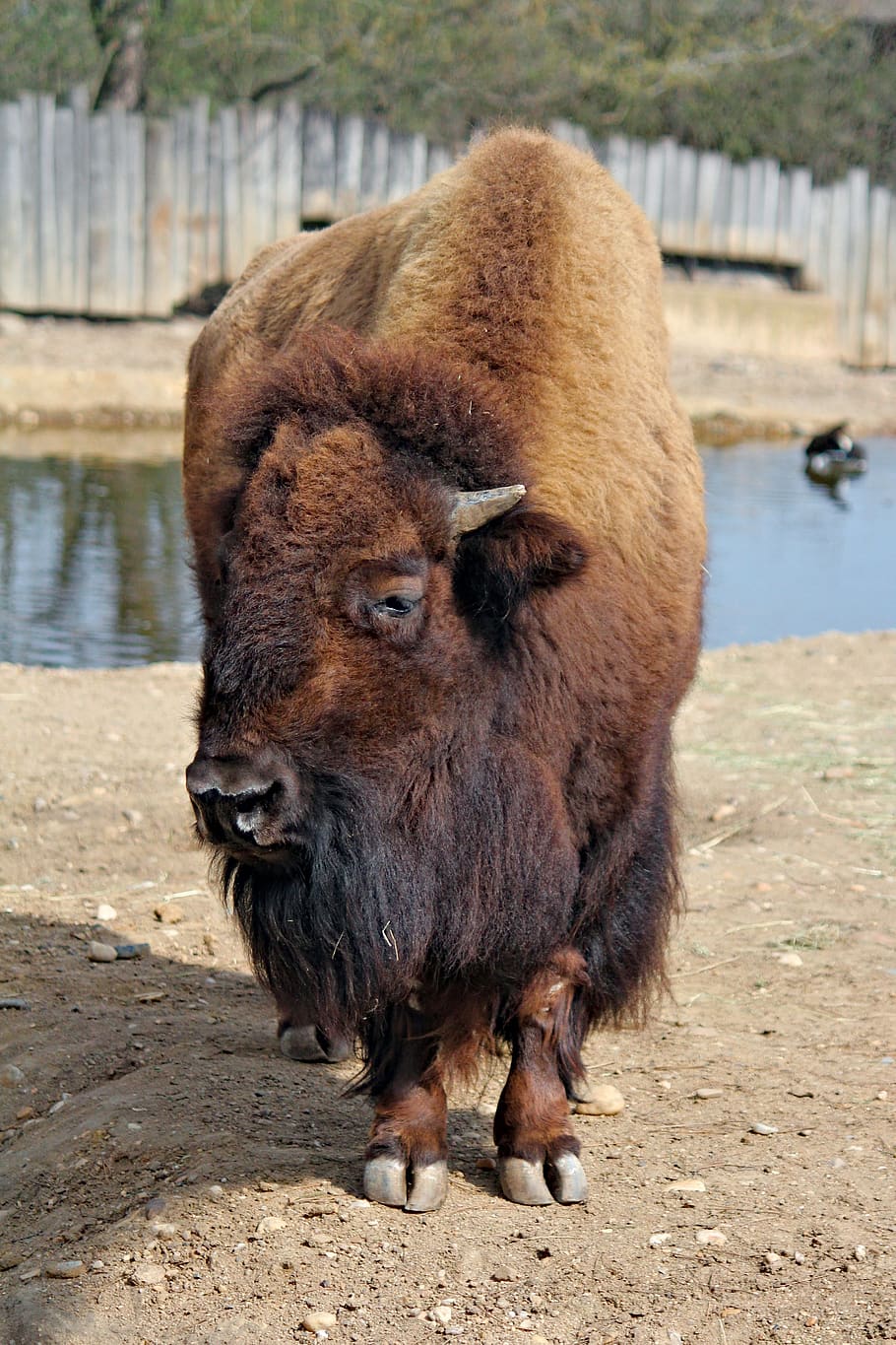 bison, american, large, majestic, artiodactyl, herbivore, ruminant, HD wallpaper