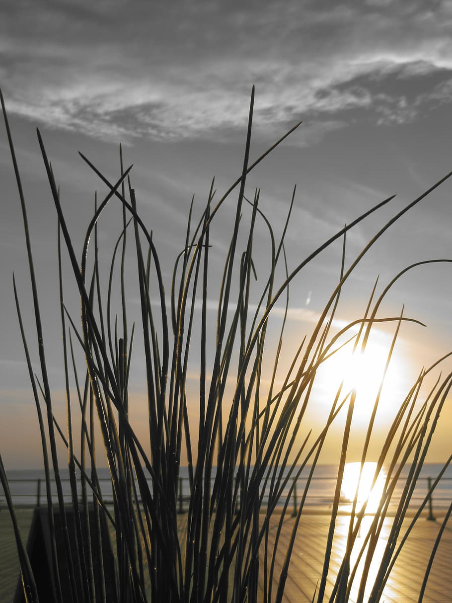 sunset, sea, nature, grass, black and white, sky, cloud - sky HD wallpaper
