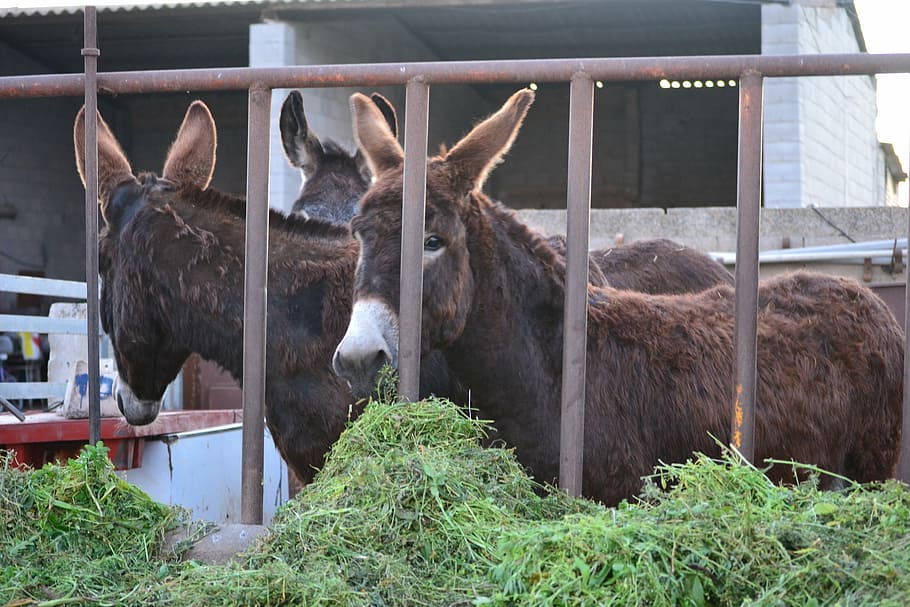 donkeys, mallorca, animals, field, nature, grass, landscape HD wallpaper