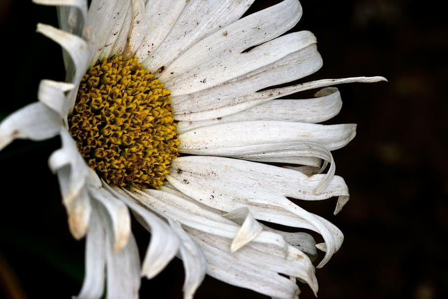 flower, white, marga rites flower, macro, nature, plant, beauty in nature HD wallpaper