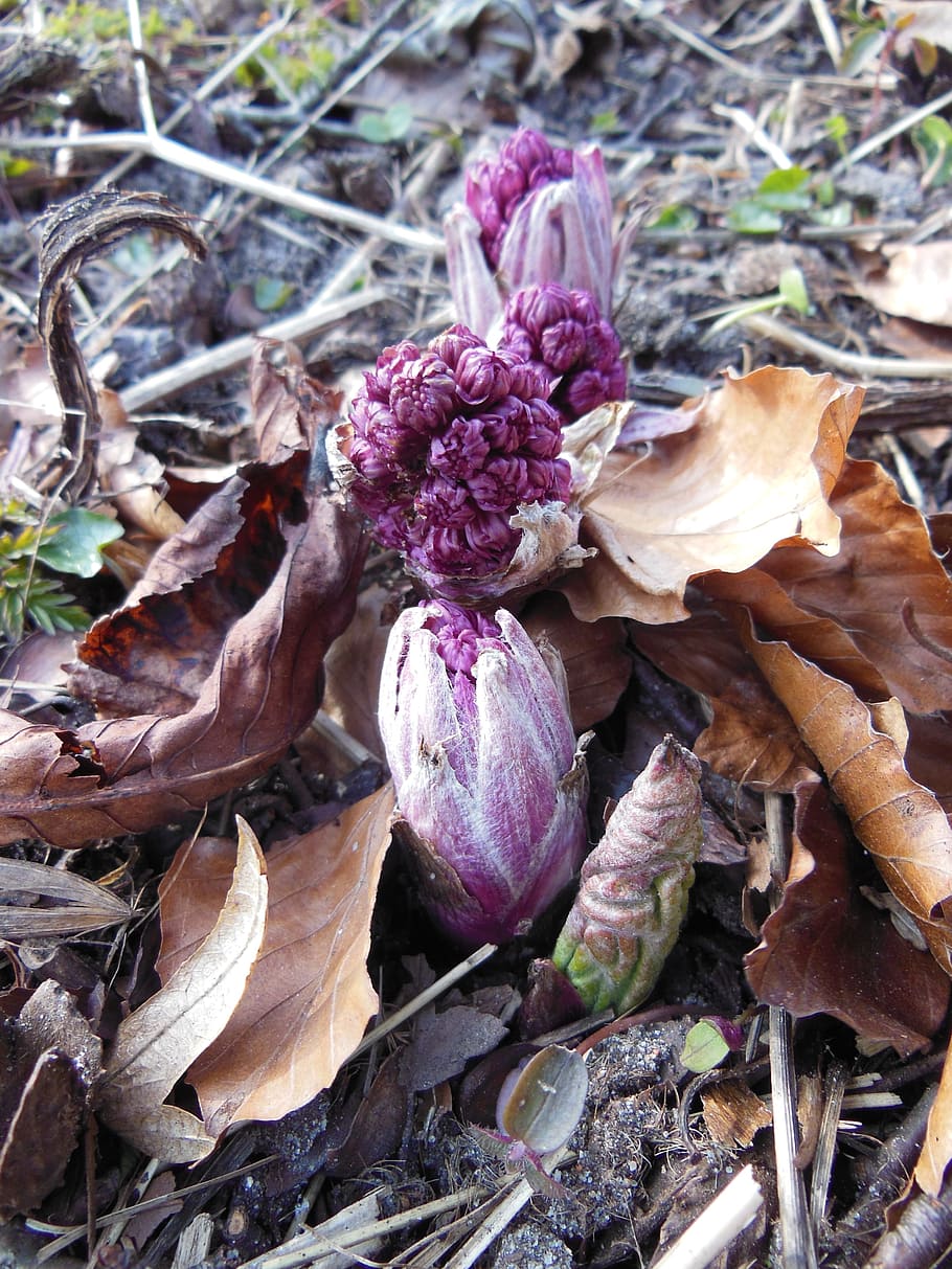 Plants, Nature, Spring, Butterbur, dead leaves, sprouts, purple HD wallpaper