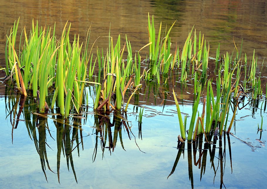 marsh iris, aquatic plant, water flower, bank, pond, nature