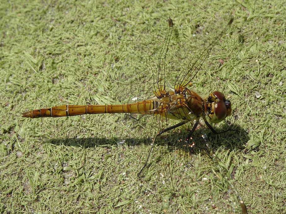dragonfly, close, nature, insect, creature, wand dragonfly HD wallpaper