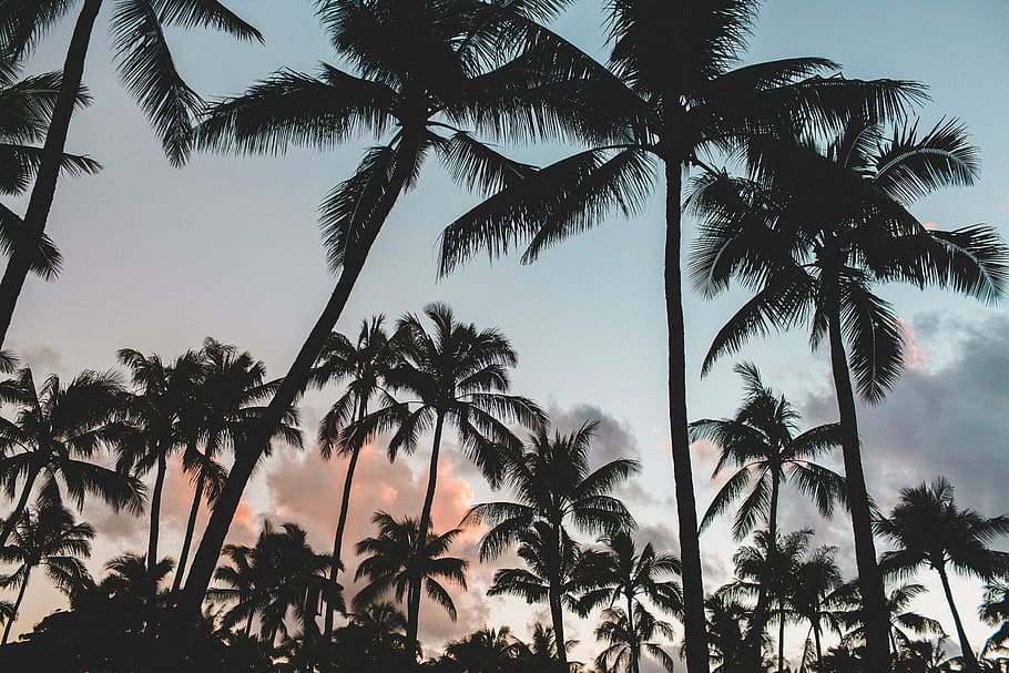 palm trees, dusk, tropics, tropical, silhouette, frond, coconut, HD wallpaper