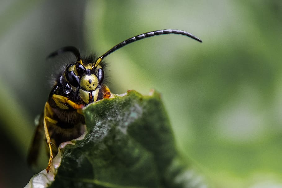 leaves, bee, insect, wasp, closeup, animal wildlife, animal themes HD wallpaper