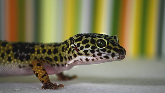 black and green lizard, Leopard Gecko, Gecko, Gecko, Pet, reptile HD wallpaper