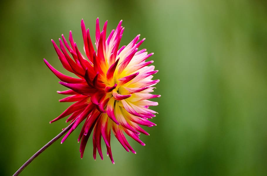 flower, summer, spring, gardening, decoration, blooming, natural HD wallpaper