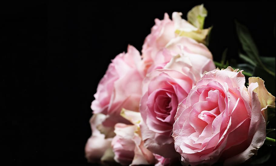 close up photograph of pink flowers, roses, noble roses, pink roses