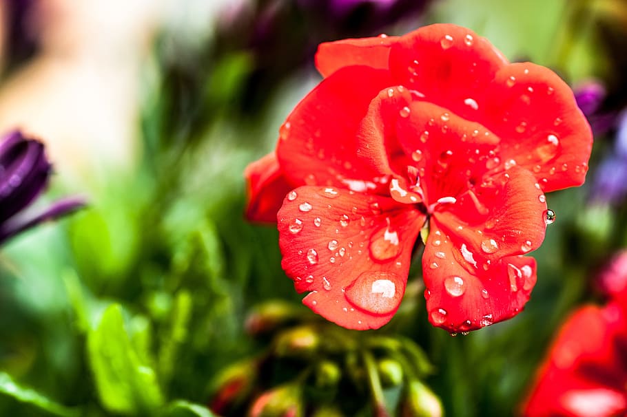 blossom, bloom, raindrop, close, wet, drop of water, nature HD wallpaper